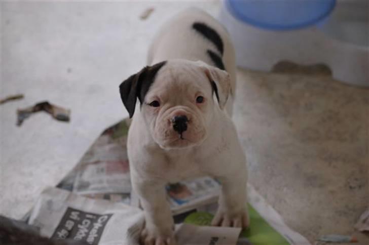 Amerikansk bulldog ben R.I.P 4/2-07-20/2-09 - ben som helt bette bebs billede 4