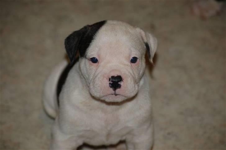 Amerikansk bulldog ben R.I.P 4/2-07-20/2-09 - bette ben  billede 5