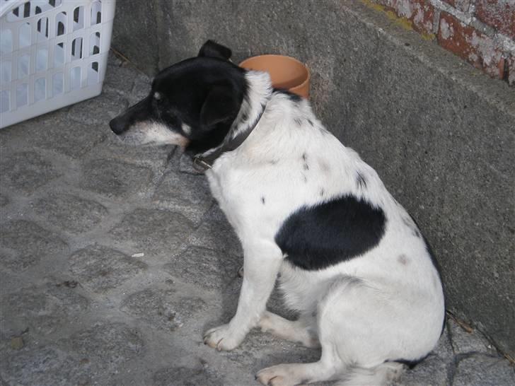 Dansk svensk gaardhund sille død  (Savn)R.I.P  - sille foto mig billede 2