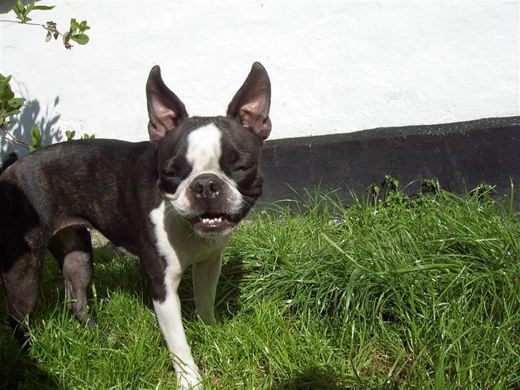 Boston terrier Flora - På en varm dag..... billede 18