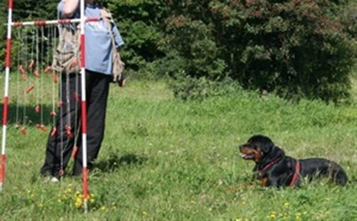 Rottweiler Laika - er fin dækket af . til hundetræning ..  billede 9