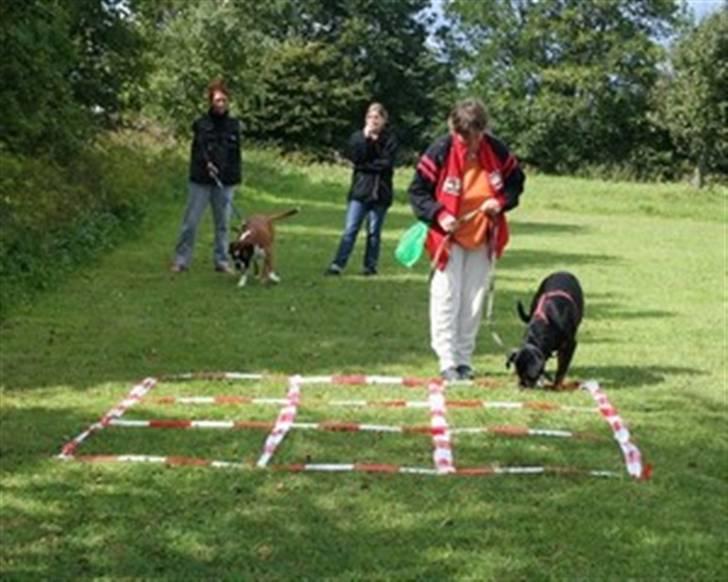 Rottweiler Laika - her er det kryds og bolle . vi var 10 hunde . så vi gjorde det til en tunering . og jeg vandt *GG* billede 10