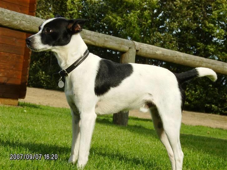 Dansk svensk gaardhund Pelle billede 17