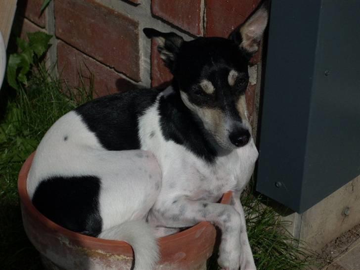 Dansk svensk gaardhund Freud - Her ligger min hund så i en potteplante... HVAD?!?! billede 9