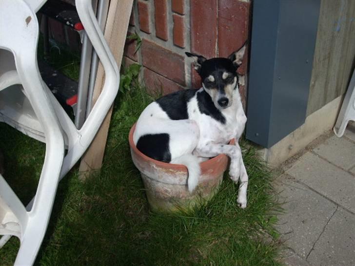 Dansk svensk gaardhund Freud - "Folk har altid sagt at jeg er en yndig blomst!" billede 10