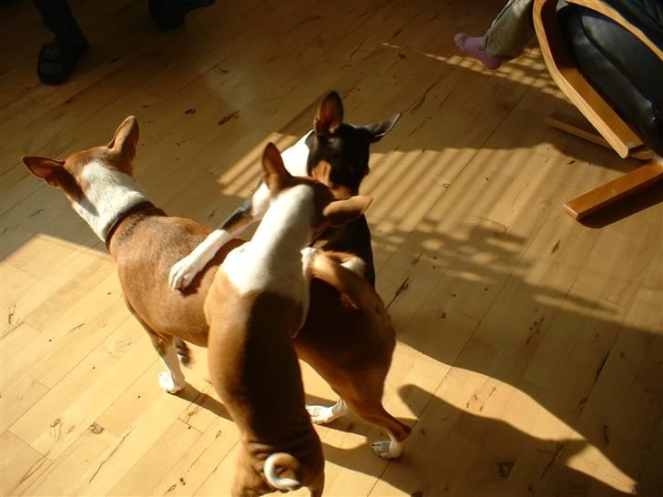 Basenji Fanta - Tålmodighed skal man jo have som mor, men det er nu sjovt... billede 9