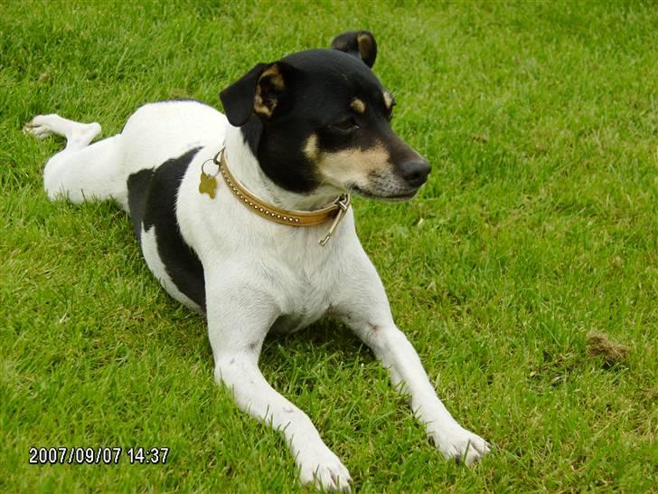 Dansk svensk gaardhund Snubbi *Død* billede 9