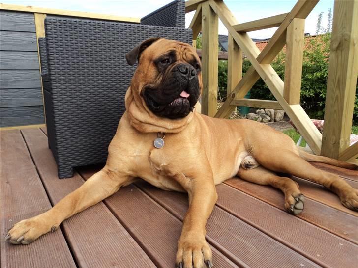 Bullmastiff Simba - Simba 3 år billede 1