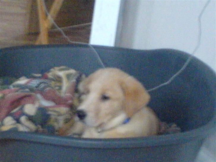 Labrador retriever max - her er jeg 10 uger gammel så det er stadig nyt for mig, savner stadig lidt min mor billede 16