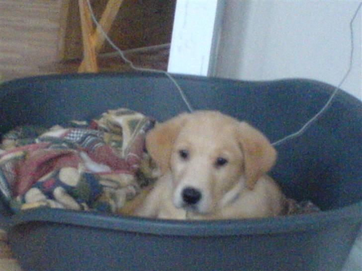 Labrador retriever max - her tager min nye mor et billede af mig billede 17