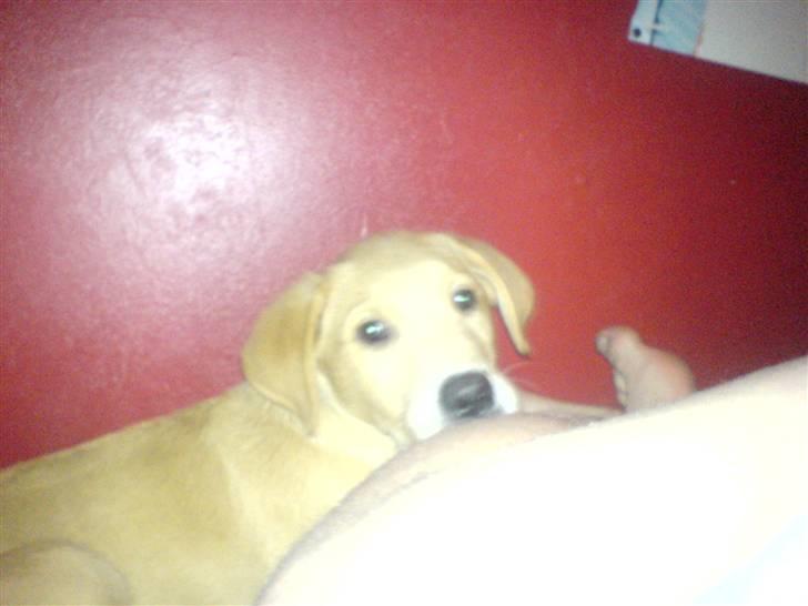 Labrador retriever max - har fået lov til og ligge i senge med mor og far, men det må jeg ikke mere øv øv er vist bleven for stor billede 18