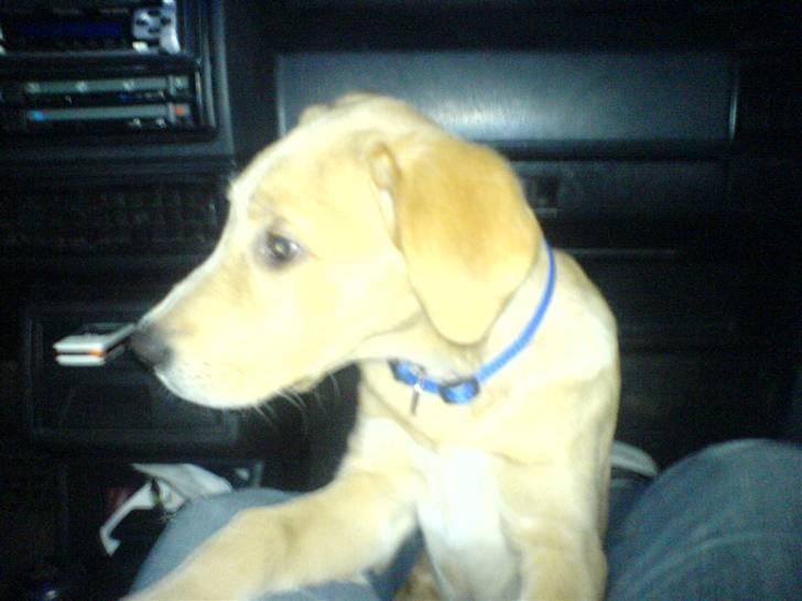 Labrador retriever max billede 19