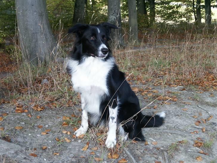 Border collie Zenit - VELKOMMEN TIL ZENIT´s PROFIL <33 ( nyd det ) <33 billede 1
