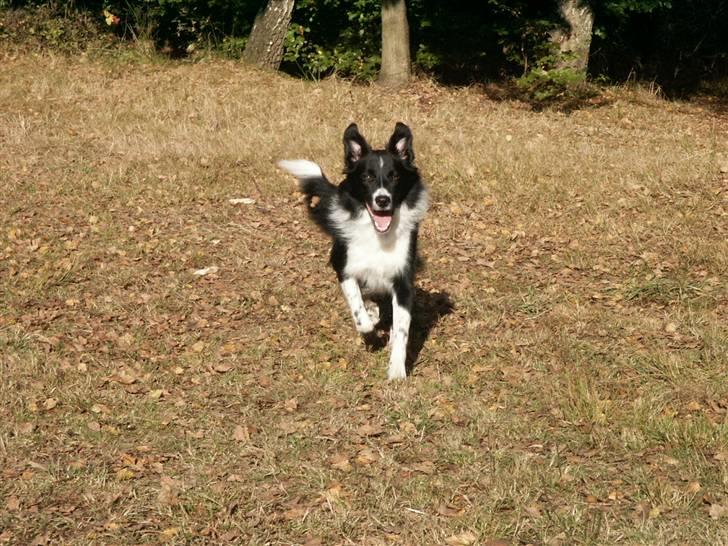 Border collie Zenit - zenit løber ude ii harre´skoven .. billede 2