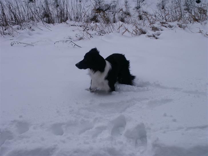 Border collie Zenit - zenit ii høj sne .. billede 3