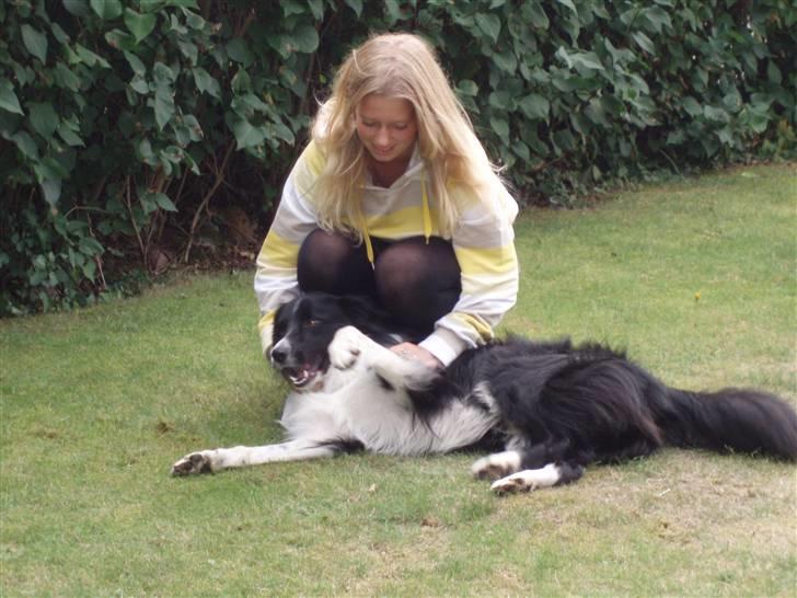 Border collie Zenit - Zenit & Miig MEGET GAMMELT BILLED ! <33 billede 4