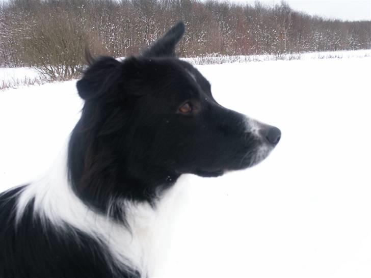 Border collie Zenit - zenit , med sne ii baggrunden <33 billede 5