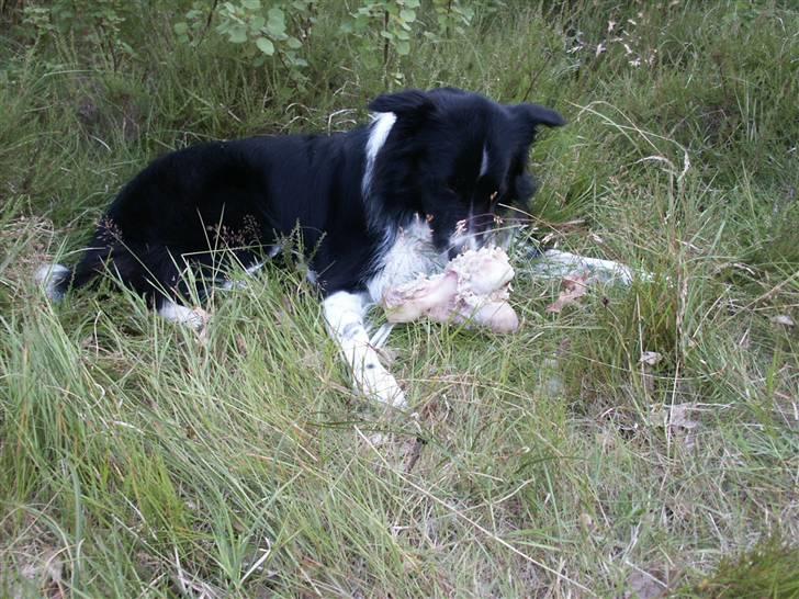 Border collie Zenit - Zenit spiser kødben xD billede 6
