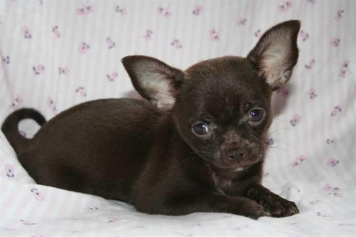 Chihuahua Zoe - Lille dejlige Zoe.. næsten 9 uger gammel.. billede 1