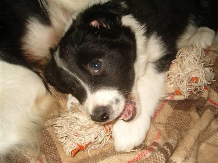 Border collie Zenit - Zenit som lille xD billede 7