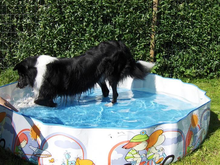 Border collie Zenit - Zenit ii badebassing <33 billede 8