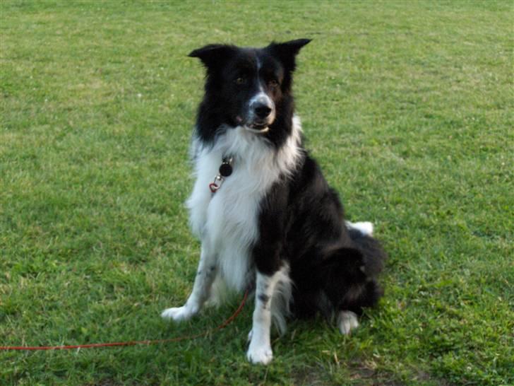 Border collie Zenit - zenit billede 9