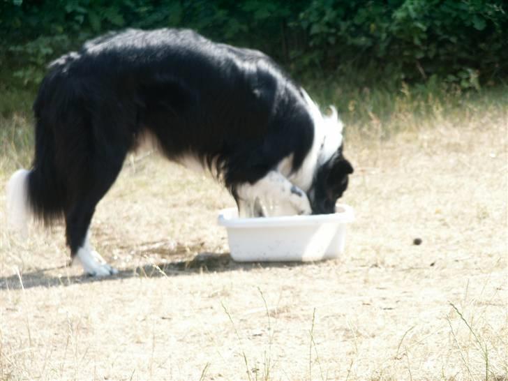 Border collie Zenit - zenit bader ii sin vandskål xD billede 10