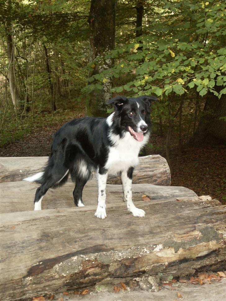 Border collie Zenit - zenit på træstammer . billede 11