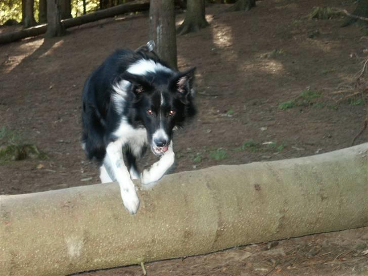 Border collie Zenit - zenit træner spring ii skoven .. billede 12