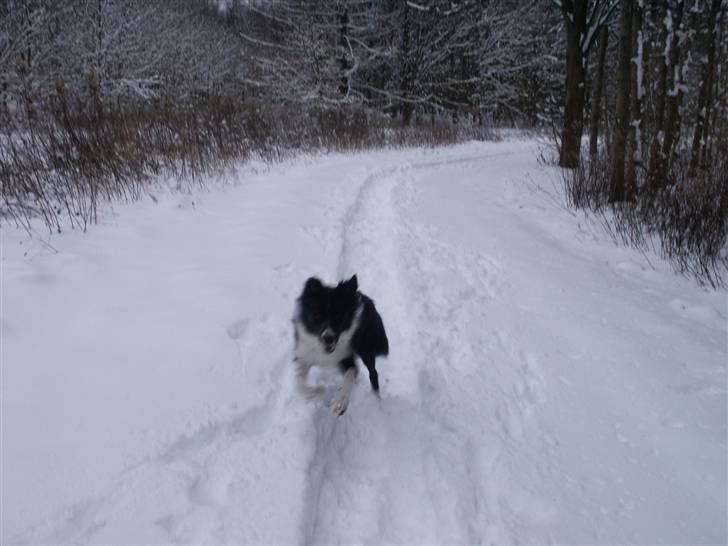 Border collie Zenit - zenit løber ii sneen xD <33333 billede 13