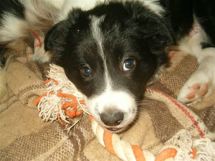 Border collie Zenit - zenit som hvalp <3 billede 14