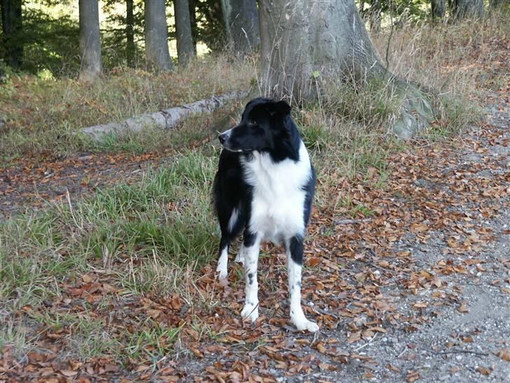 Border collie Zenit - zenit billede 16