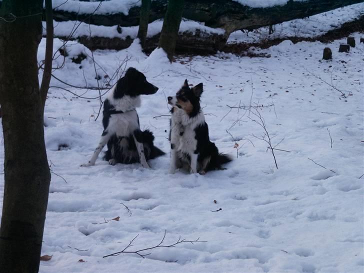 Border collie Zenit - zenit til venstre maggie til højre <3 billede 17