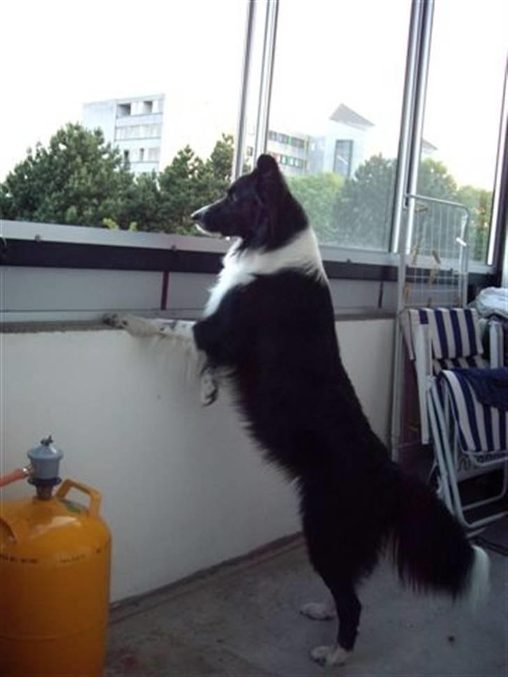 Border collie Zenit - zenit dengang vi boede ii lejlighed .. billede 18