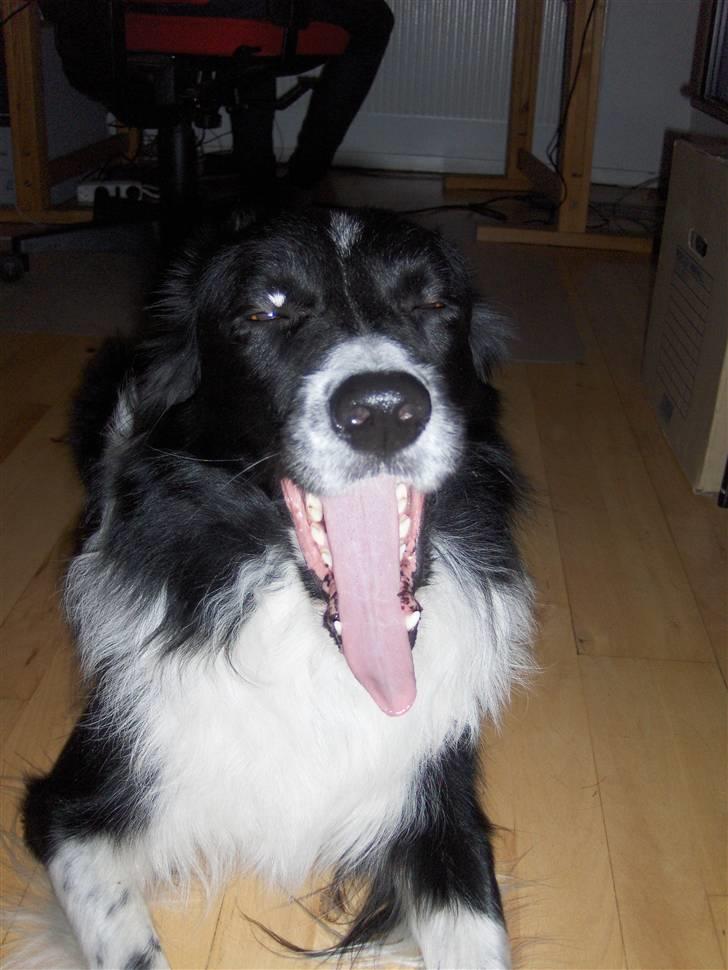 Border collie Zenit - zenit er træt og gaber billede 19