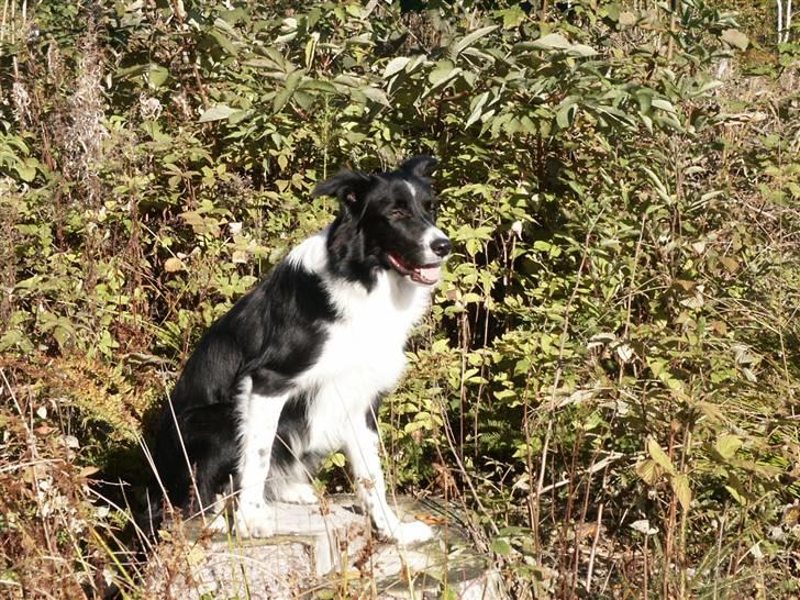 Border collie Zenit - zenit billede 20