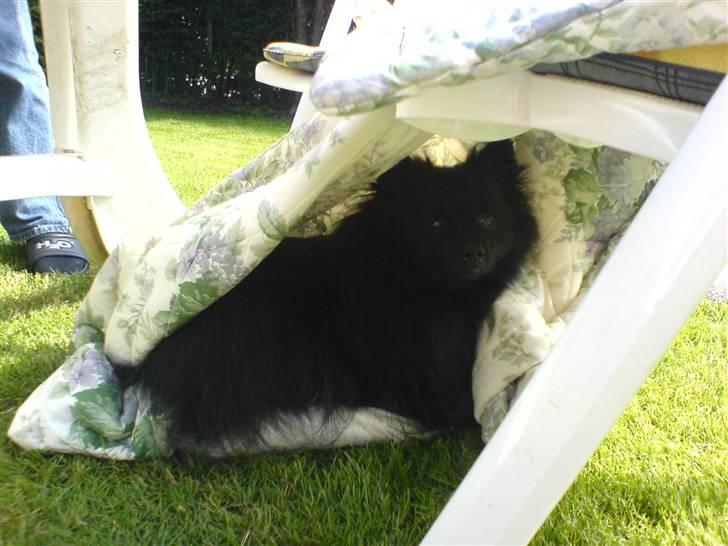 Pomeranian Terkel R.I.P - I kan ikke finde mig.... billede 9