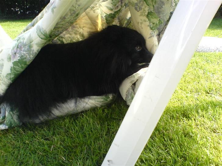 Pomeranian Terkel R.I.P - Æv i fandt mig...! billede 10