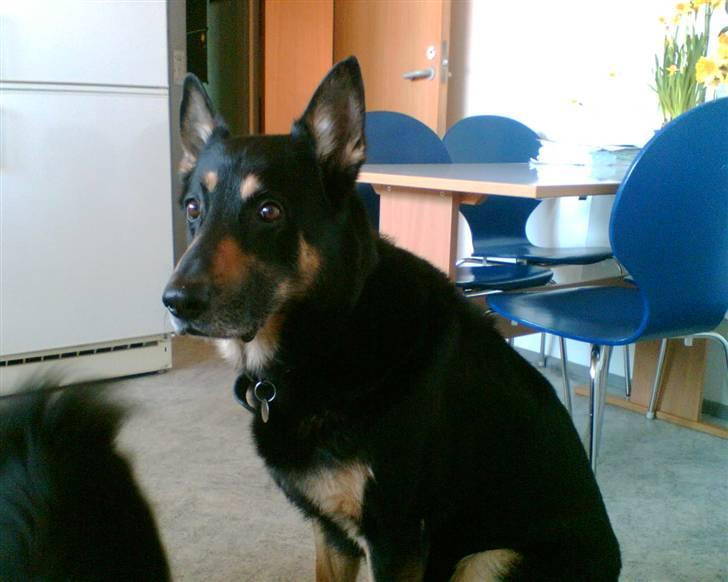 Schæferhund King *R.I.P* - Hmm Skal du tage billeder nu? billede 11