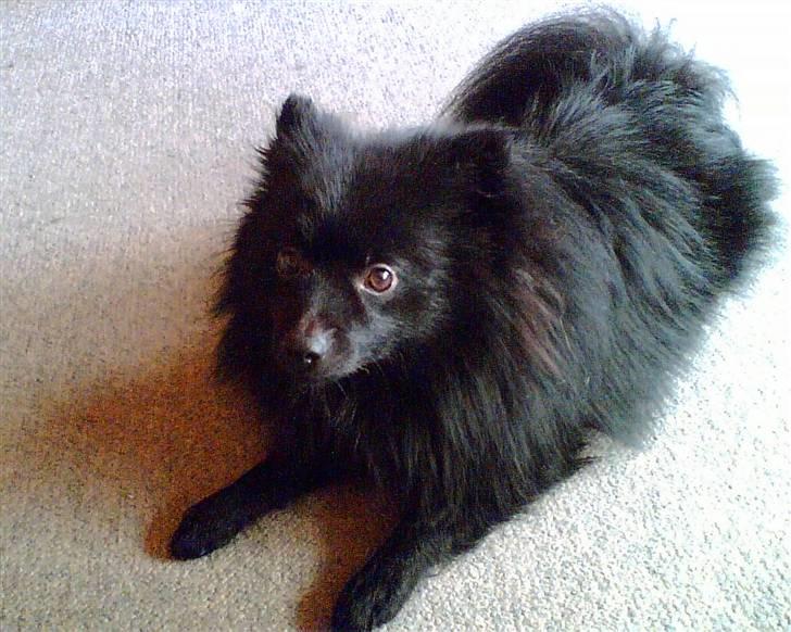 Pomeranian Terkel R.I.P billede 11