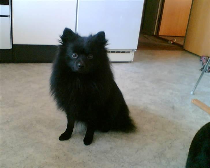 Pomeranian Terkel R.I.P - Terkel som fotomodel...! billede 12