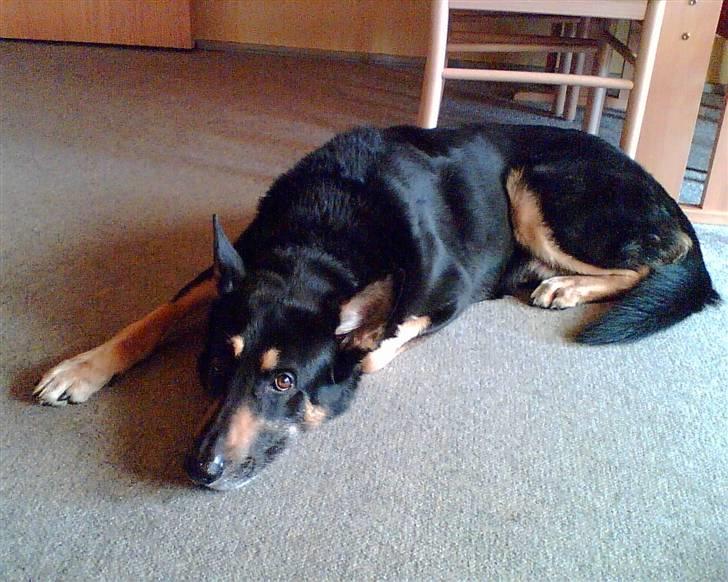 Schæferhund King *R.I.P* - gab nu er det tid til middagslur billede 12