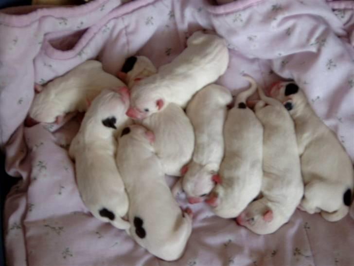 Amerikansk bulldog Albie - Her er alle mine hvalpe. Er de ikke bare søde???? billede 1