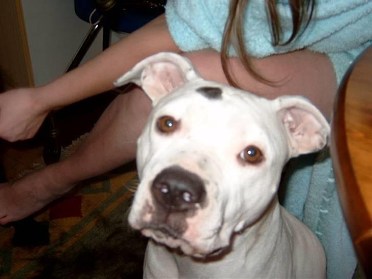 Amerikansk bulldog Albie billede 2