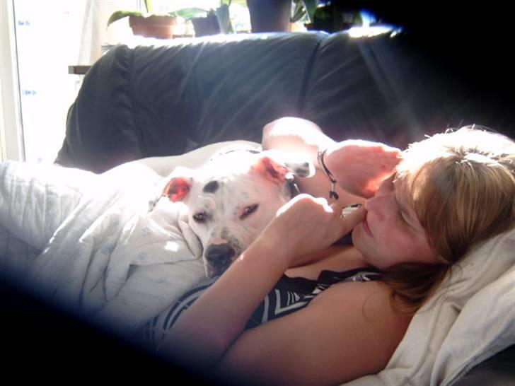 Amerikansk bulldog Albie billede 3