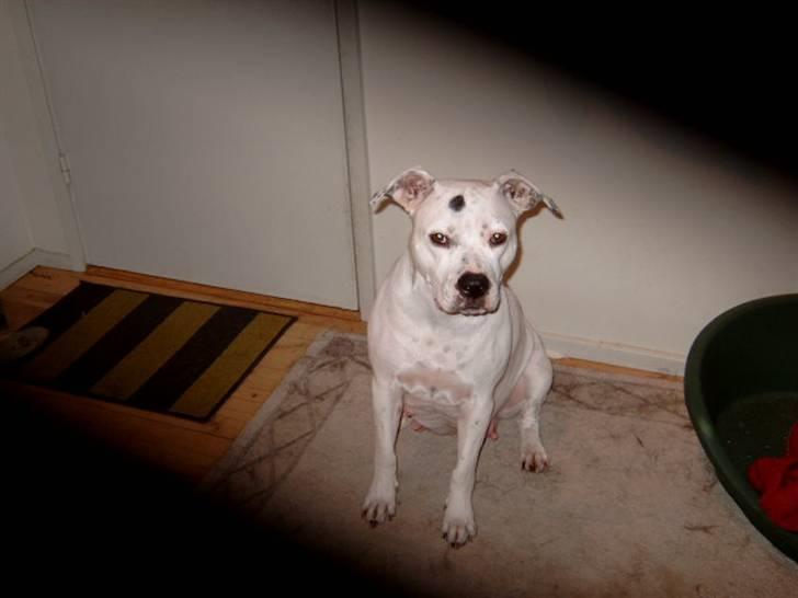 Amerikansk bulldog Albie billede 4