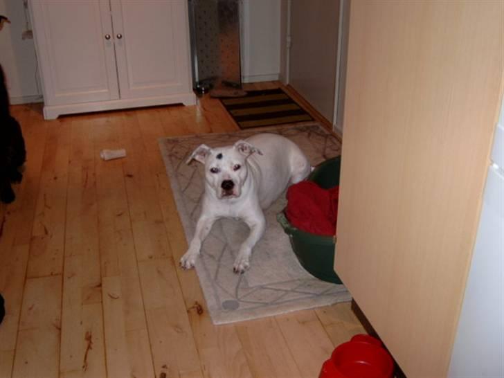 Amerikansk bulldog Albie billede 5