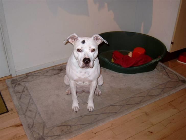 Amerikansk bulldog Albie billede 6