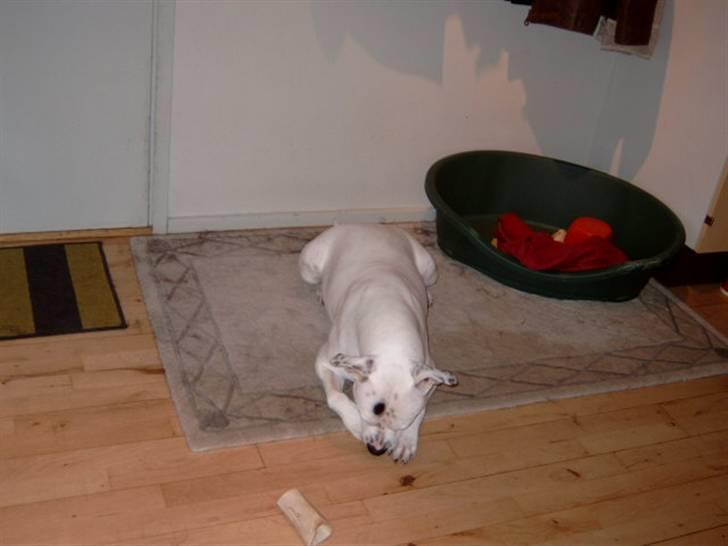 Amerikansk bulldog Albie billede 7