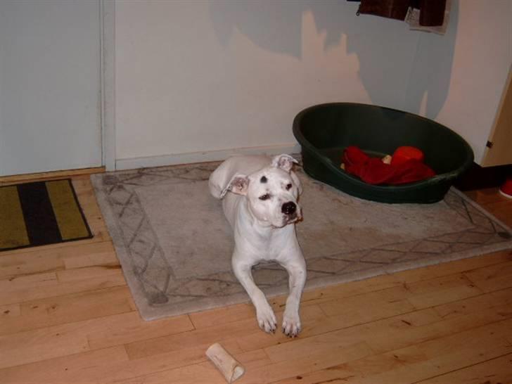 Amerikansk bulldog Albie billede 8